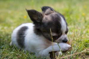 chihuahua, dog, baby dog-810583.jpg